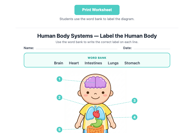 Label the Body Systems printable worksheet
