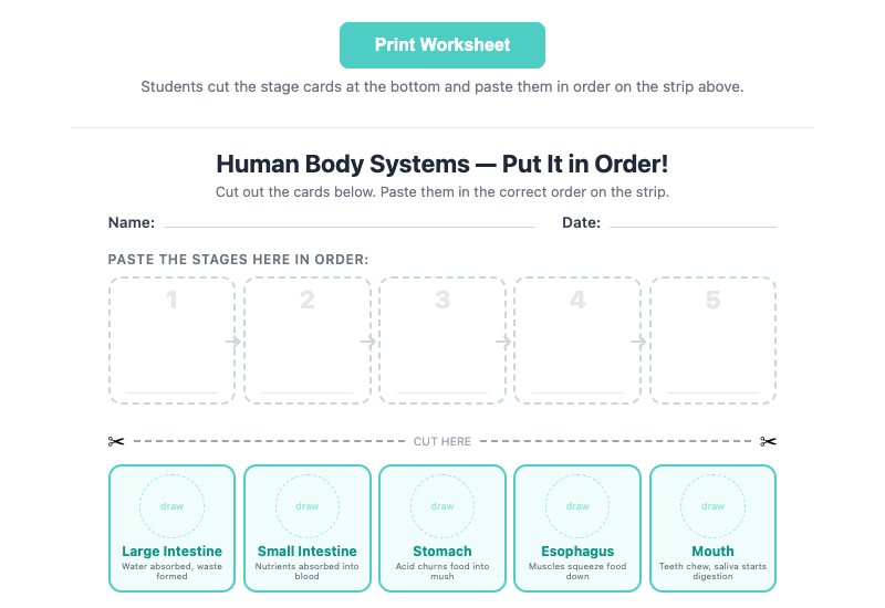 Human Body Systems: 6-Day Interactive Lesson preview 8